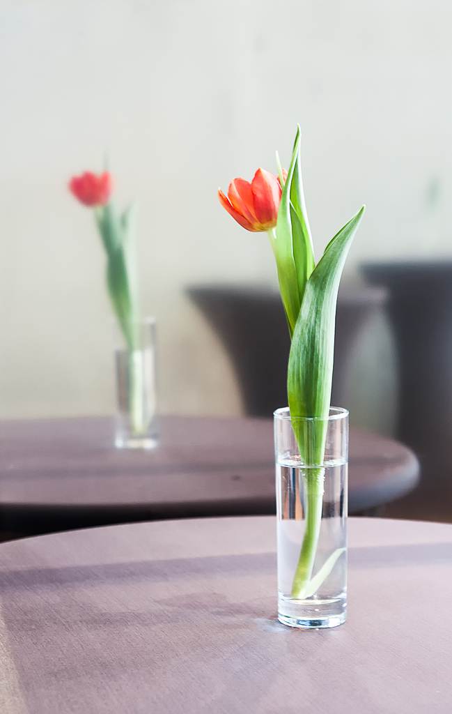 Tulipe et son reflet