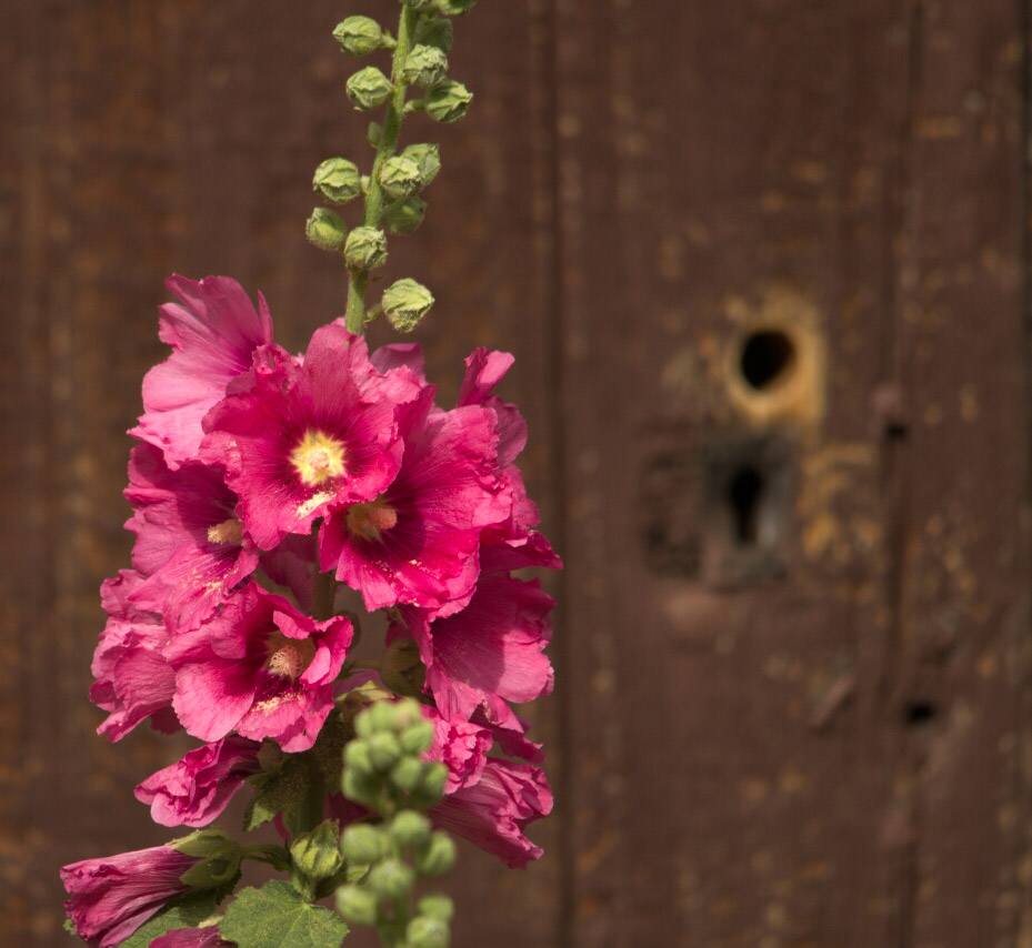 Fleur et vielle porte