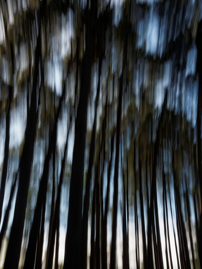 En forêt