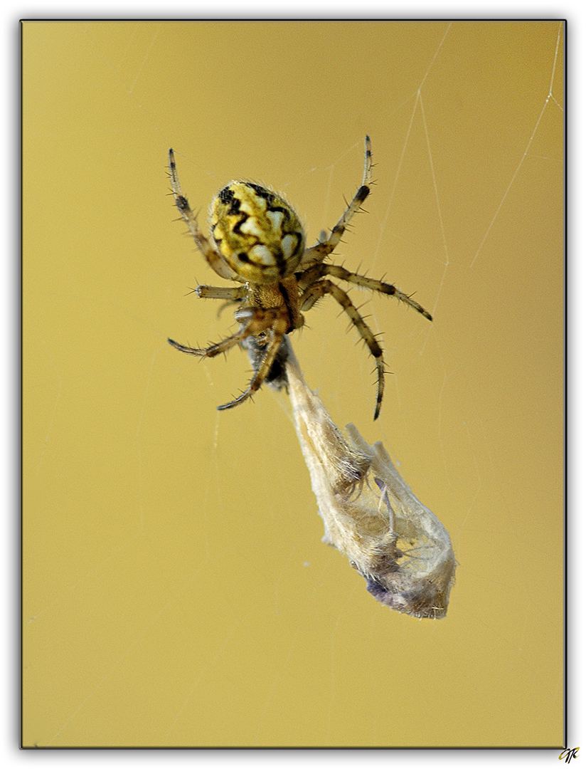 araignée et son garde manger