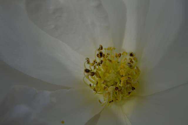 Pistil d'une rose blanche