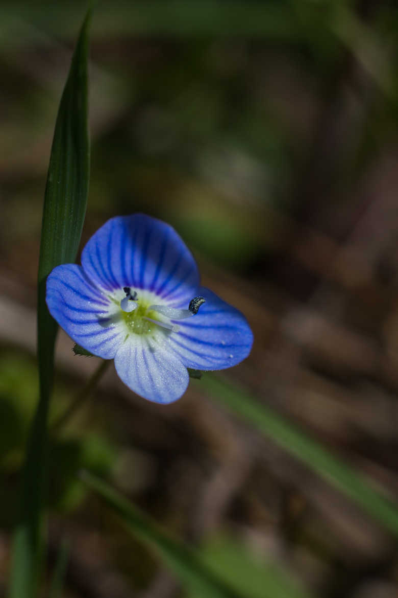 Fleur Bleu
