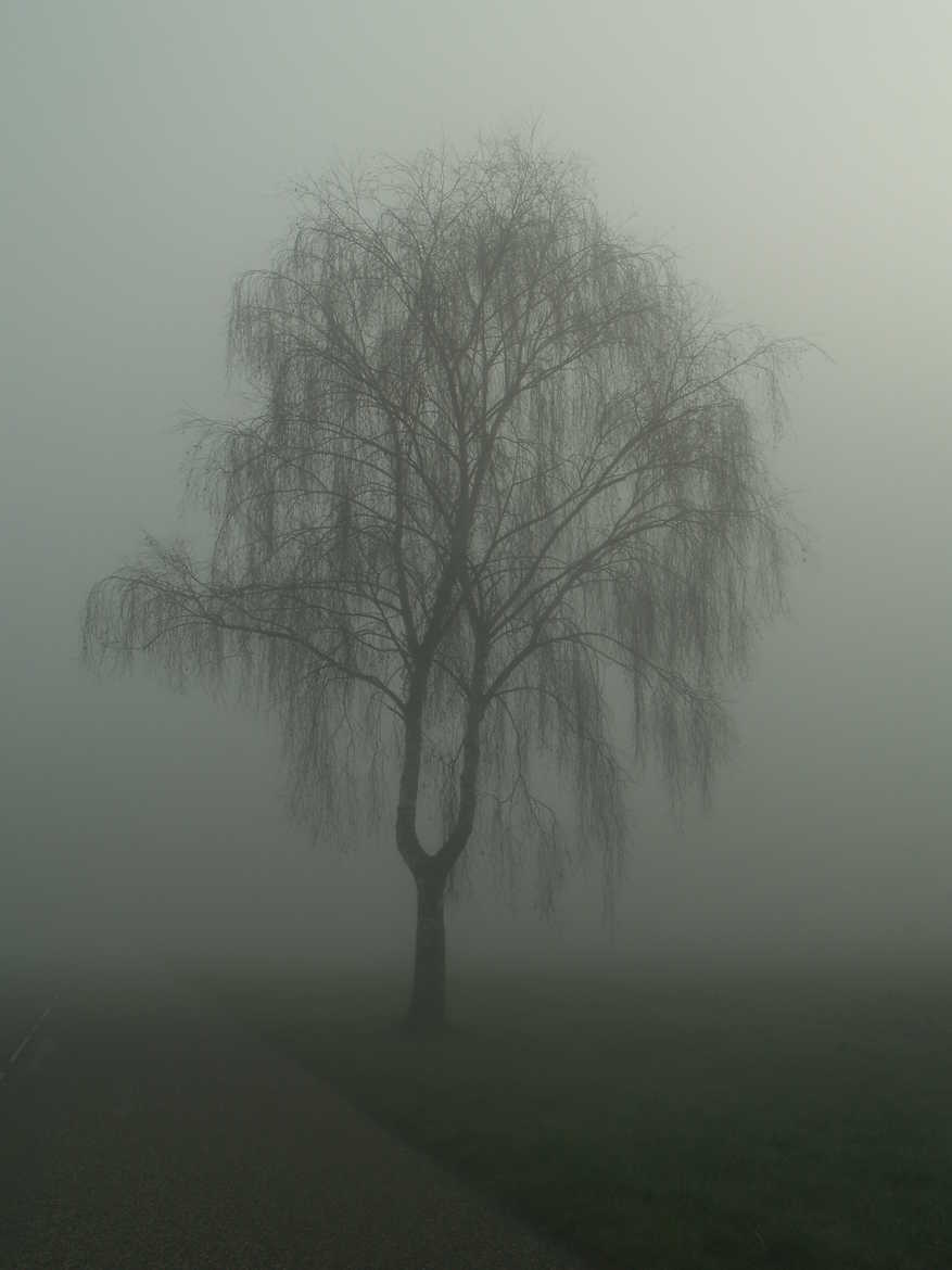 l'arbre fantôme