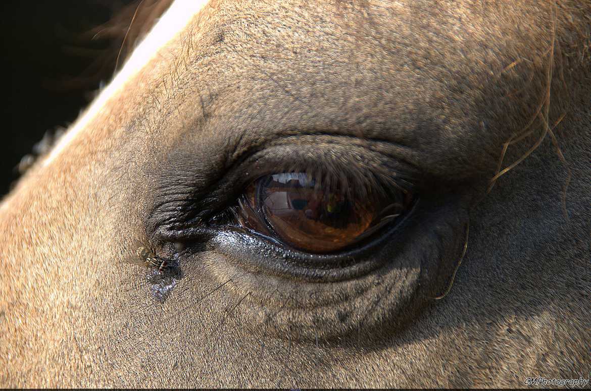 Oeil de cheval