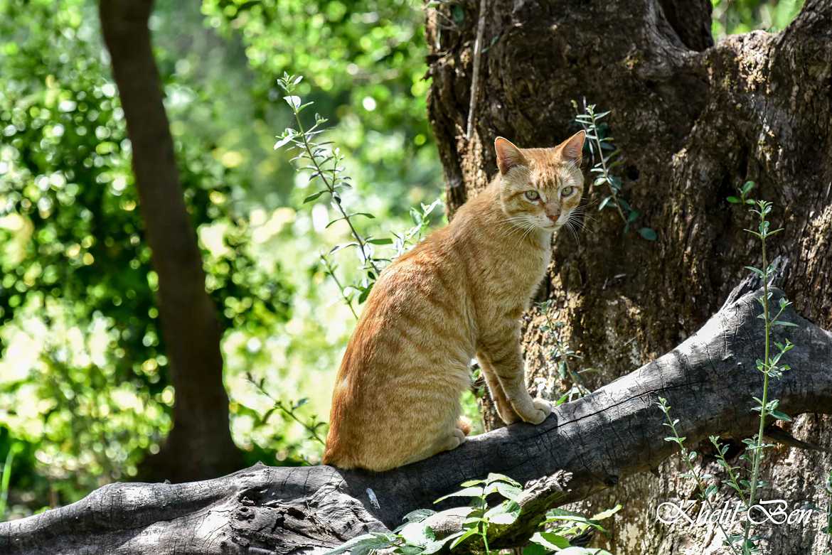 Chat dans les bois