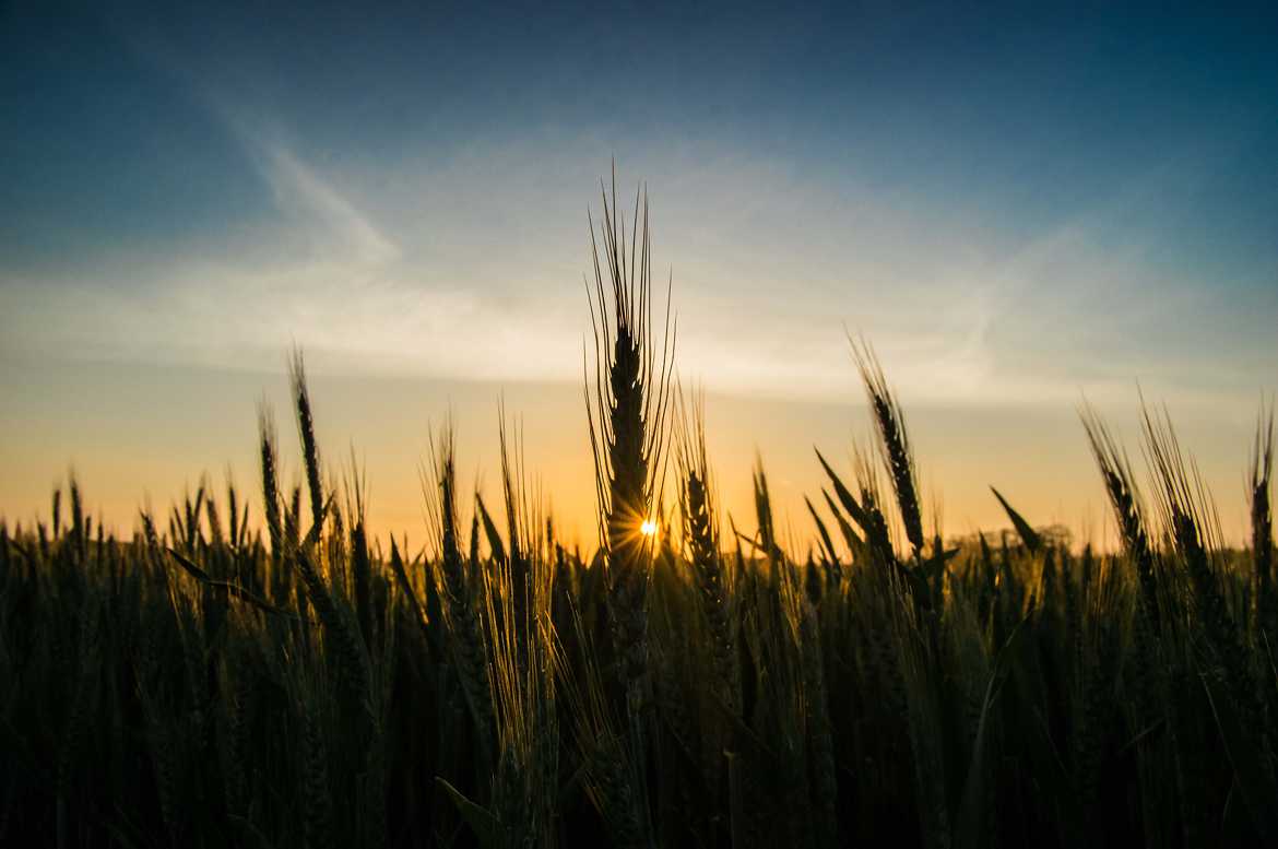 Couché de soleil à travers un champ de blé
