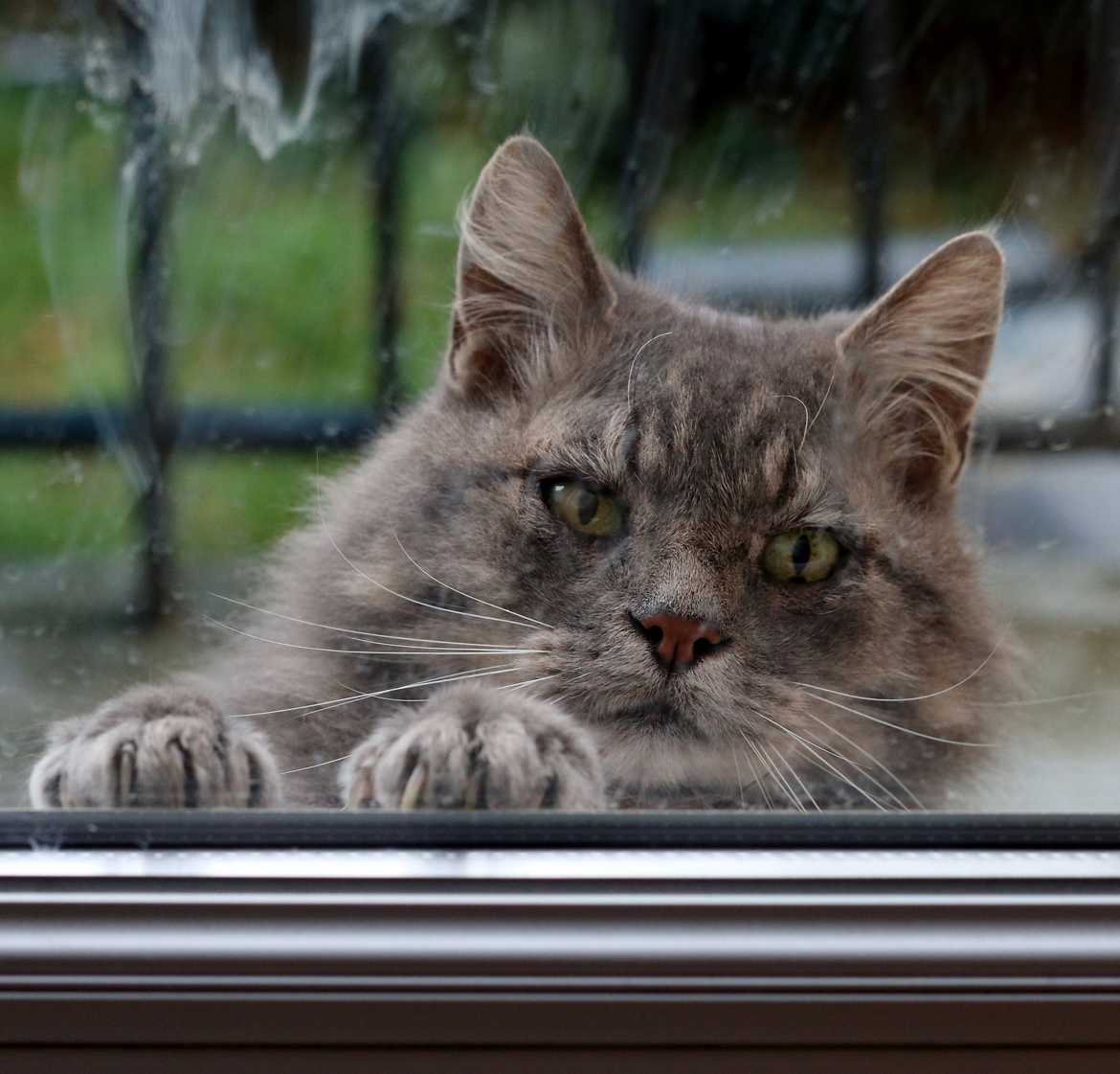 Laissez moi entrer!