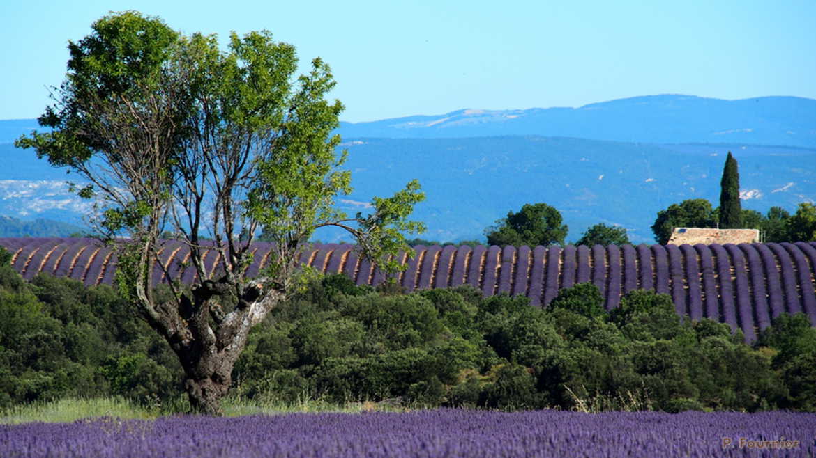 Un matin en Provence