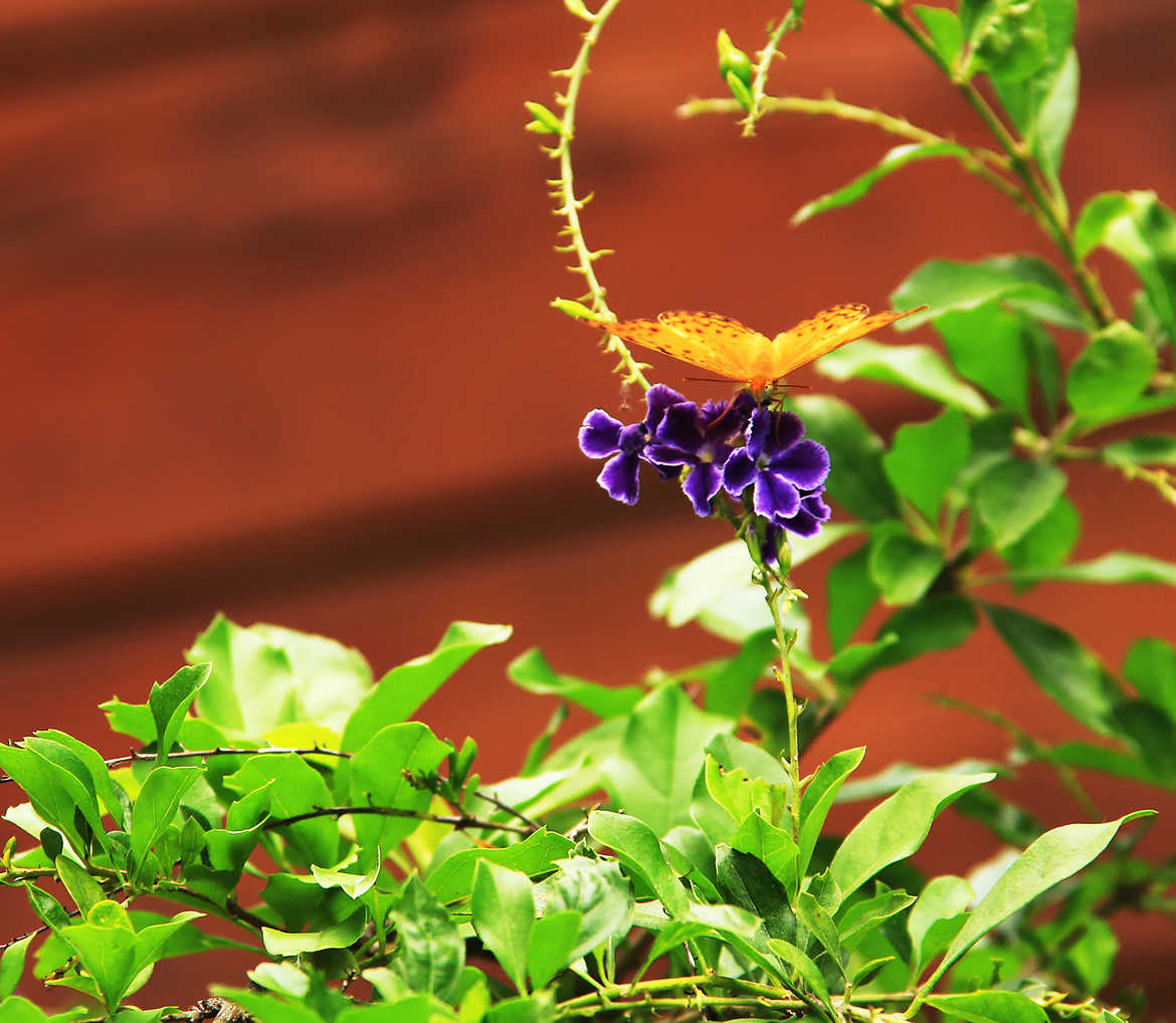 Papillon sur Vanillier de Cayenne