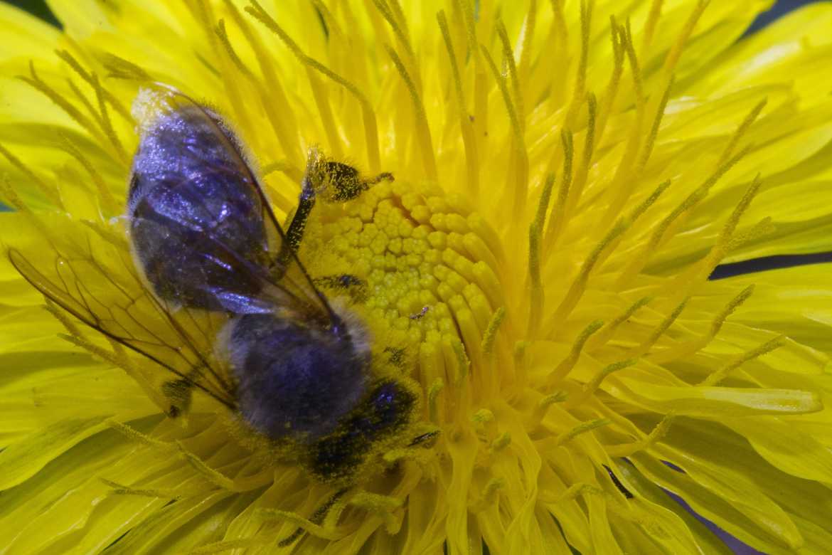 abeille sur Pissenlit