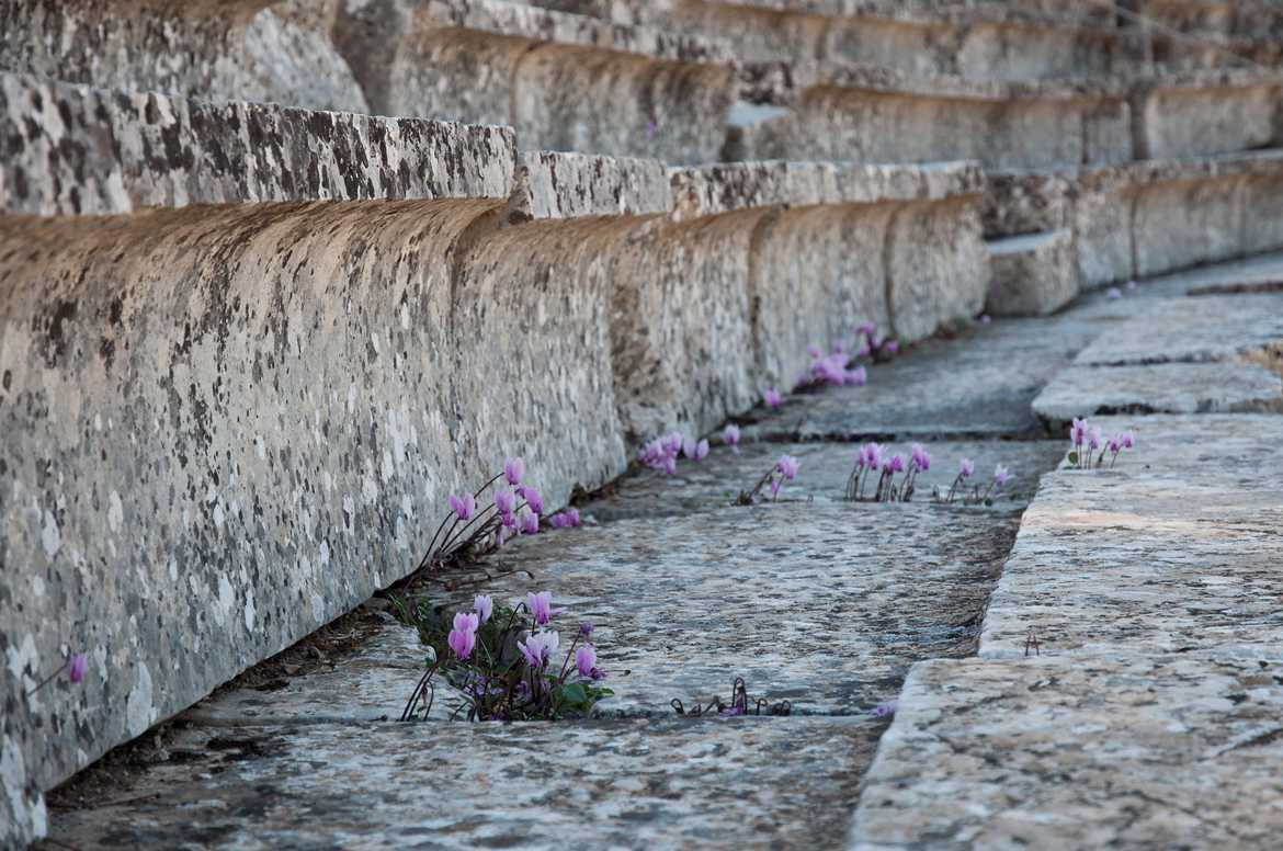 cyclamen vivace sur les gradins du théatre d'EPIDAURE (Grèce)
