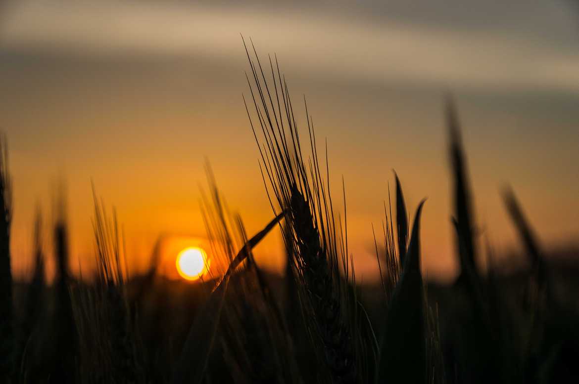 Couché de soleil sur le blé