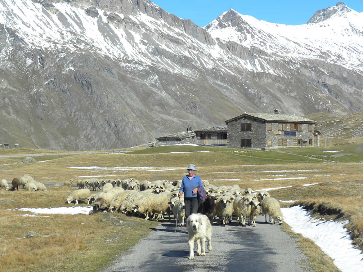 Concours Photo - Vieillesse - La fourmille et ses moutons par chrisdescimes