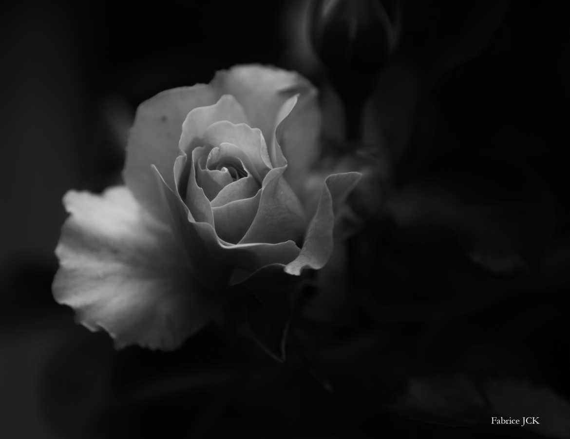 Une rose de l'ombre