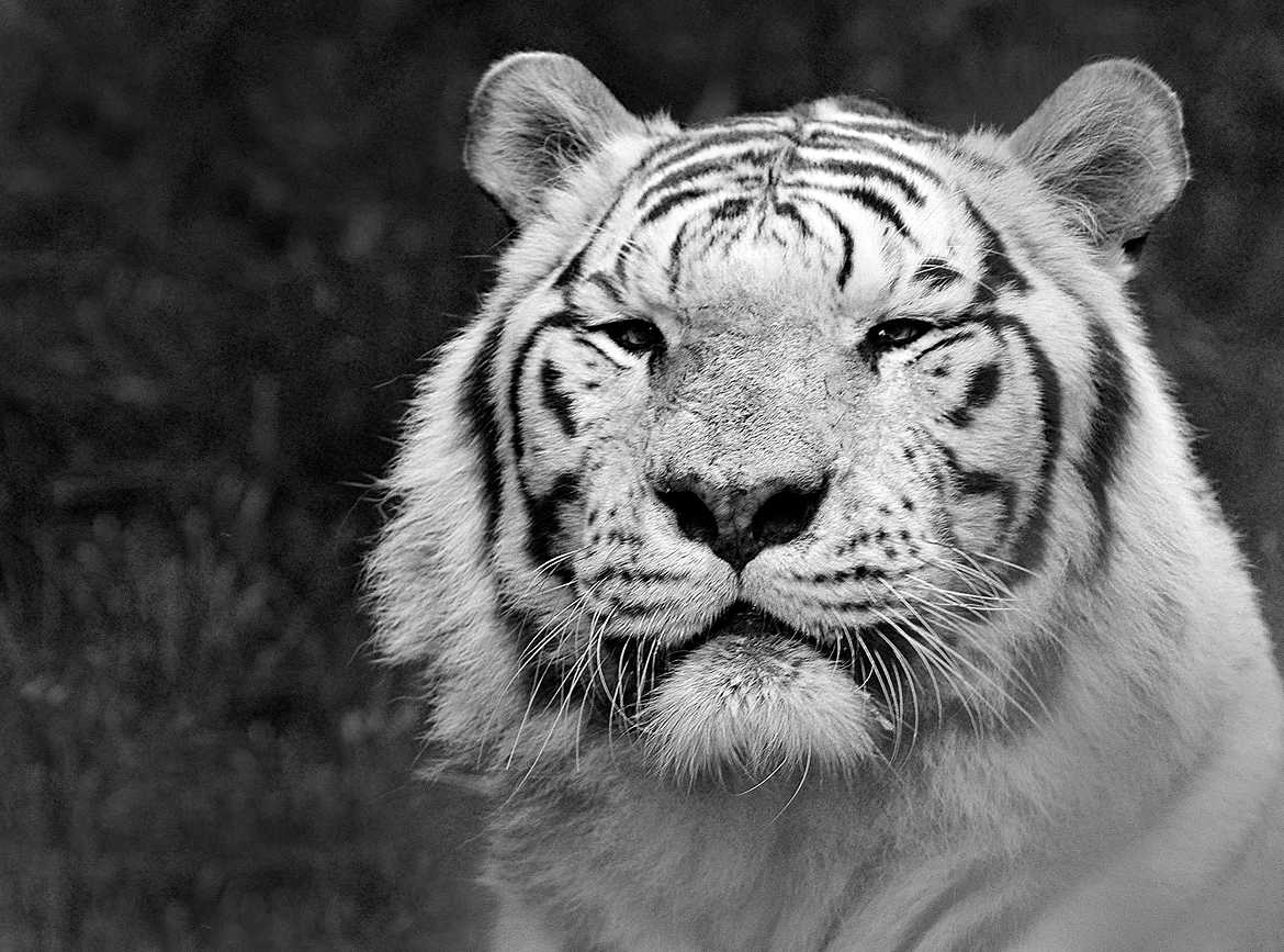 Leo, mon tigre blanc
