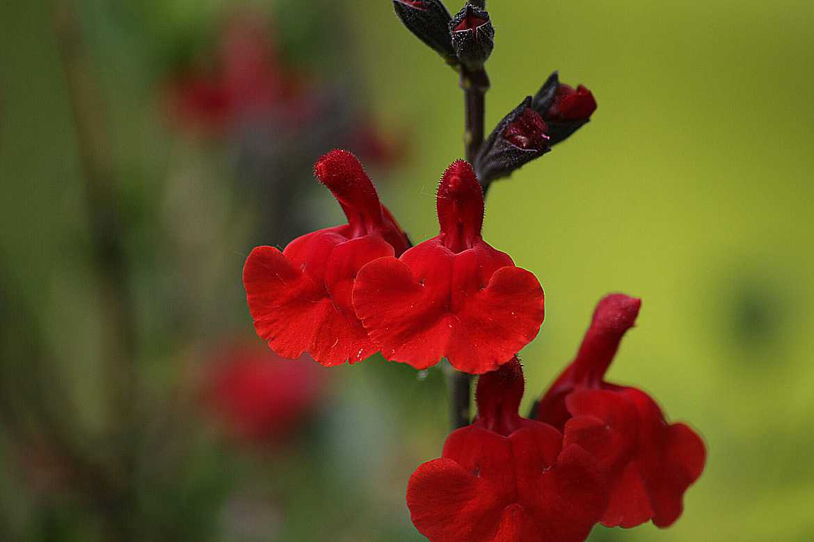 petites fleurs rouges originale
