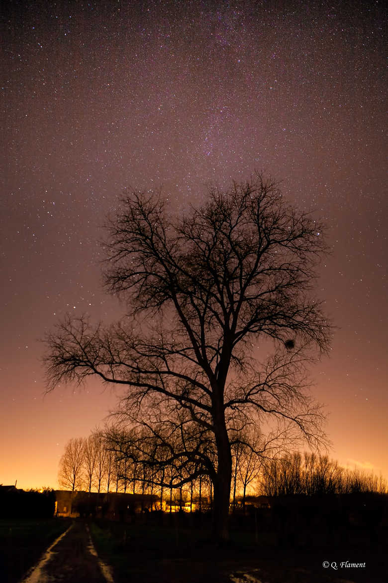 A big tree under the stars