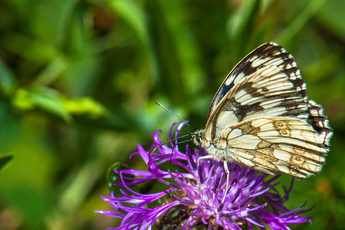 Papillon d'alpage