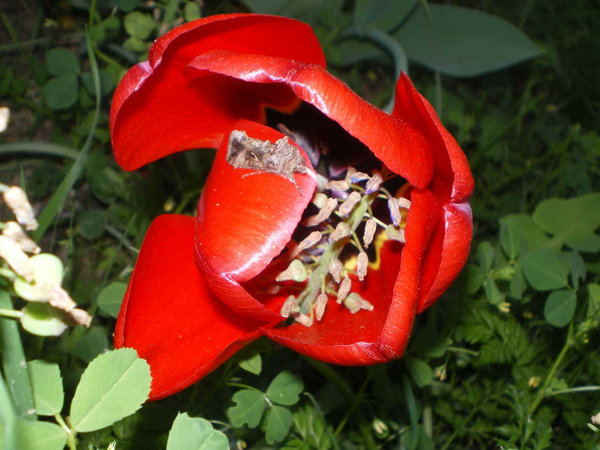 Tulipe visitée....