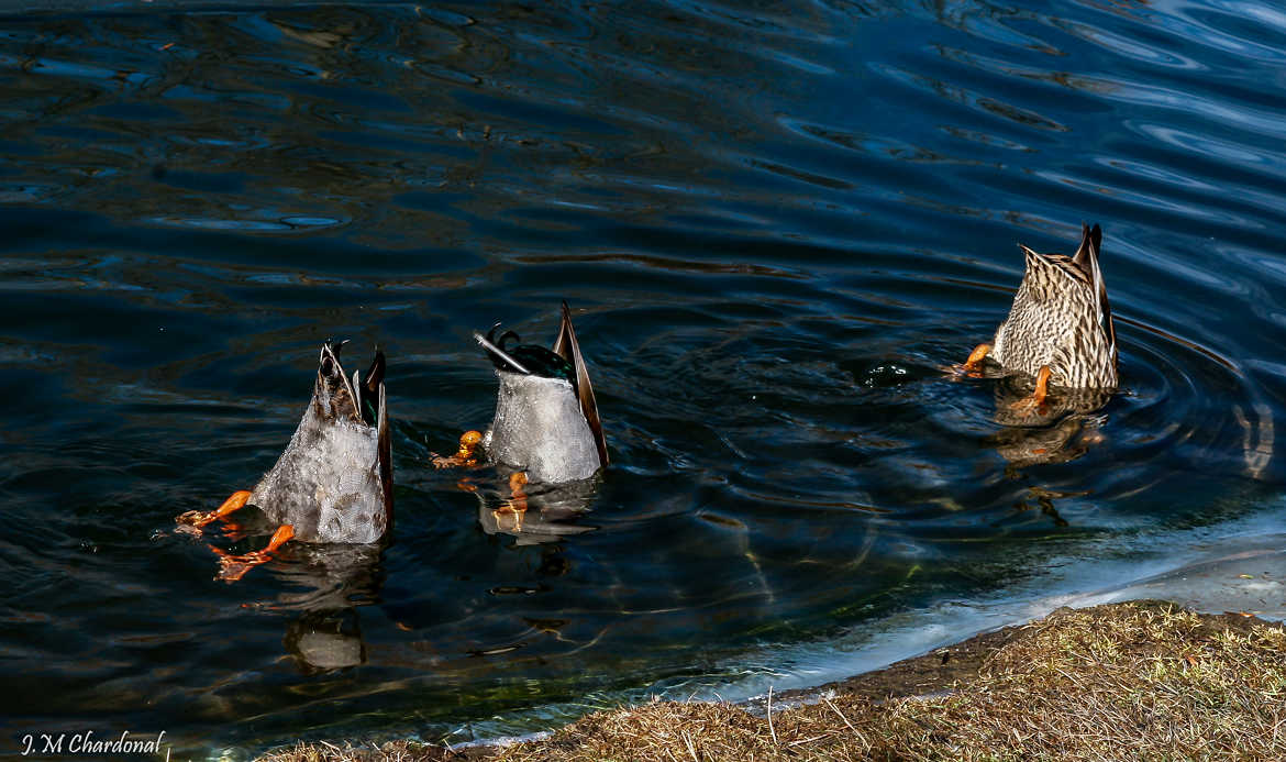 Les canards pas trés photogéniques !