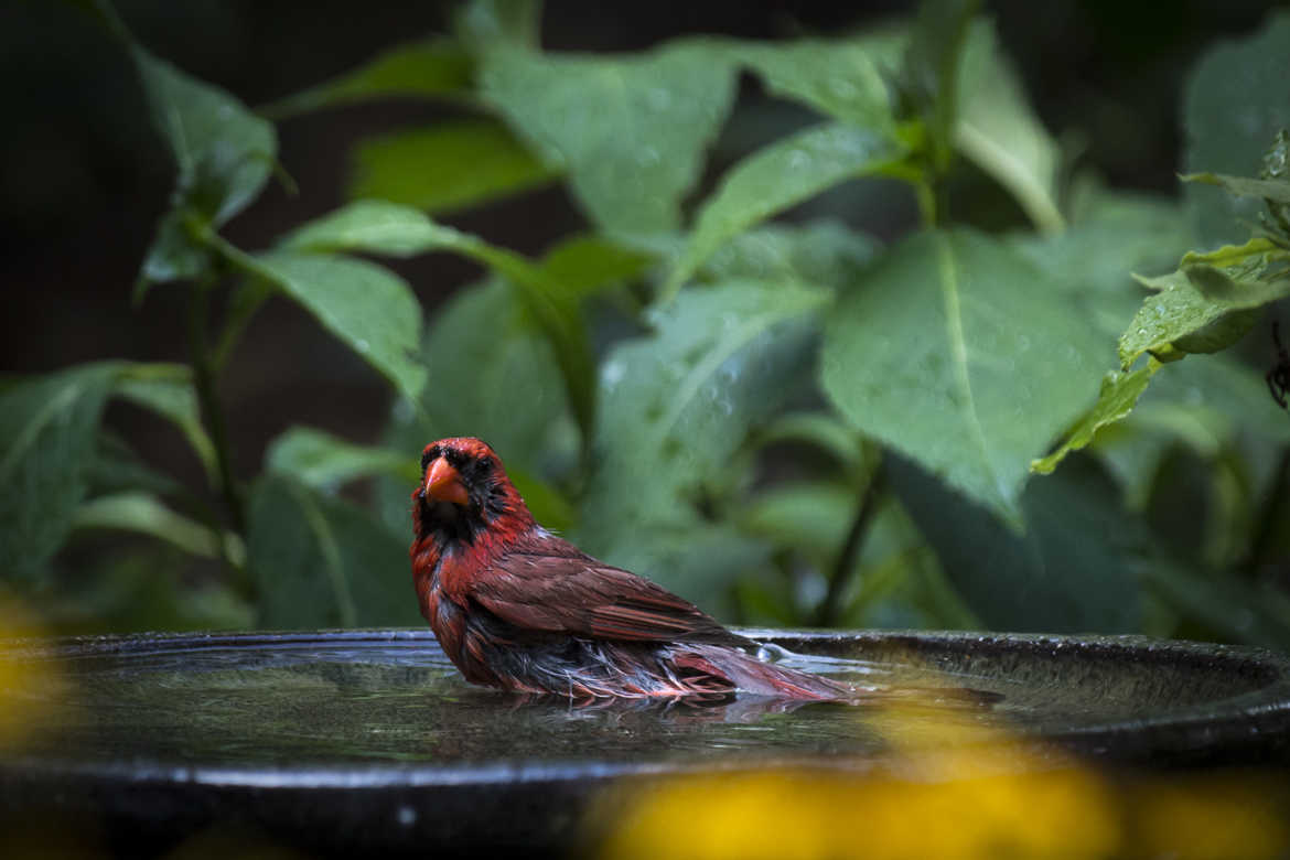 Le cardinal au bain