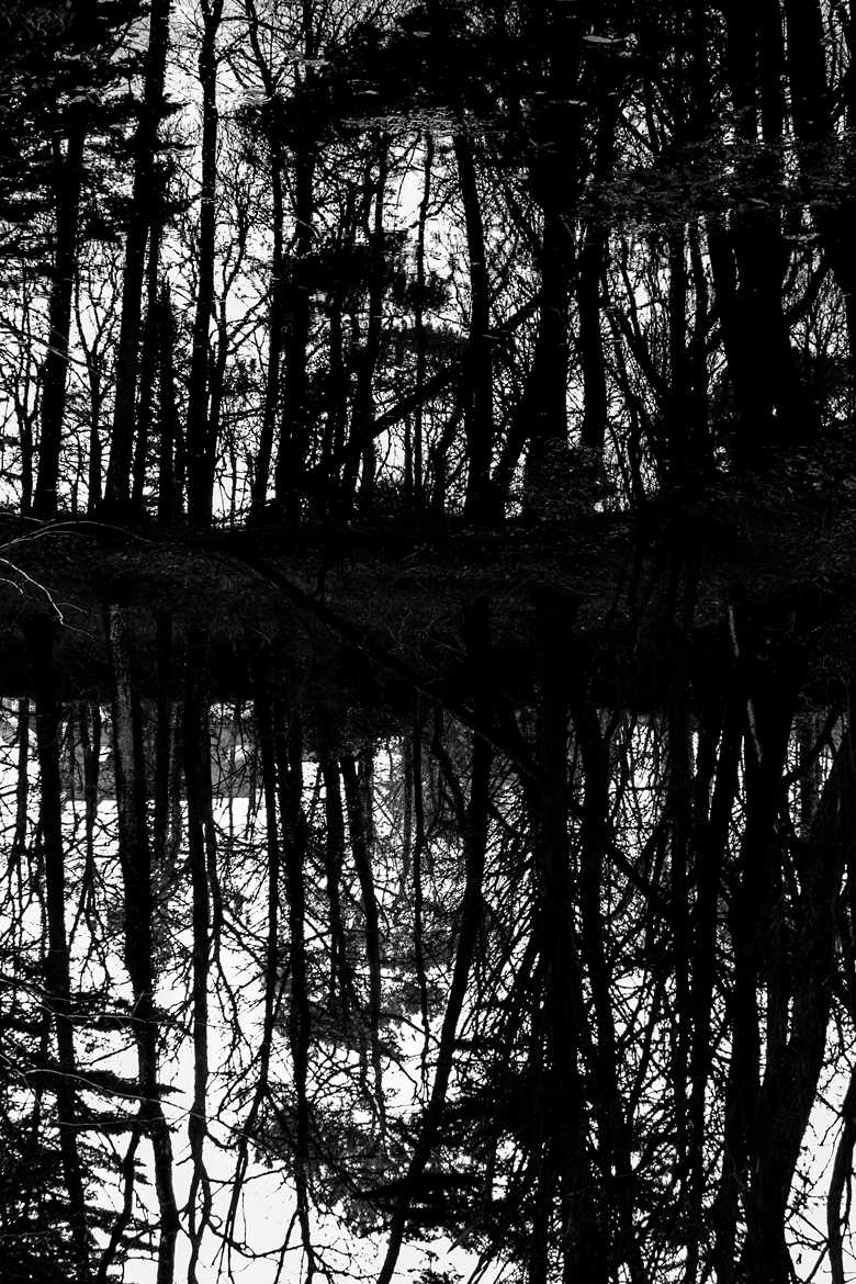 La forêt au miroir