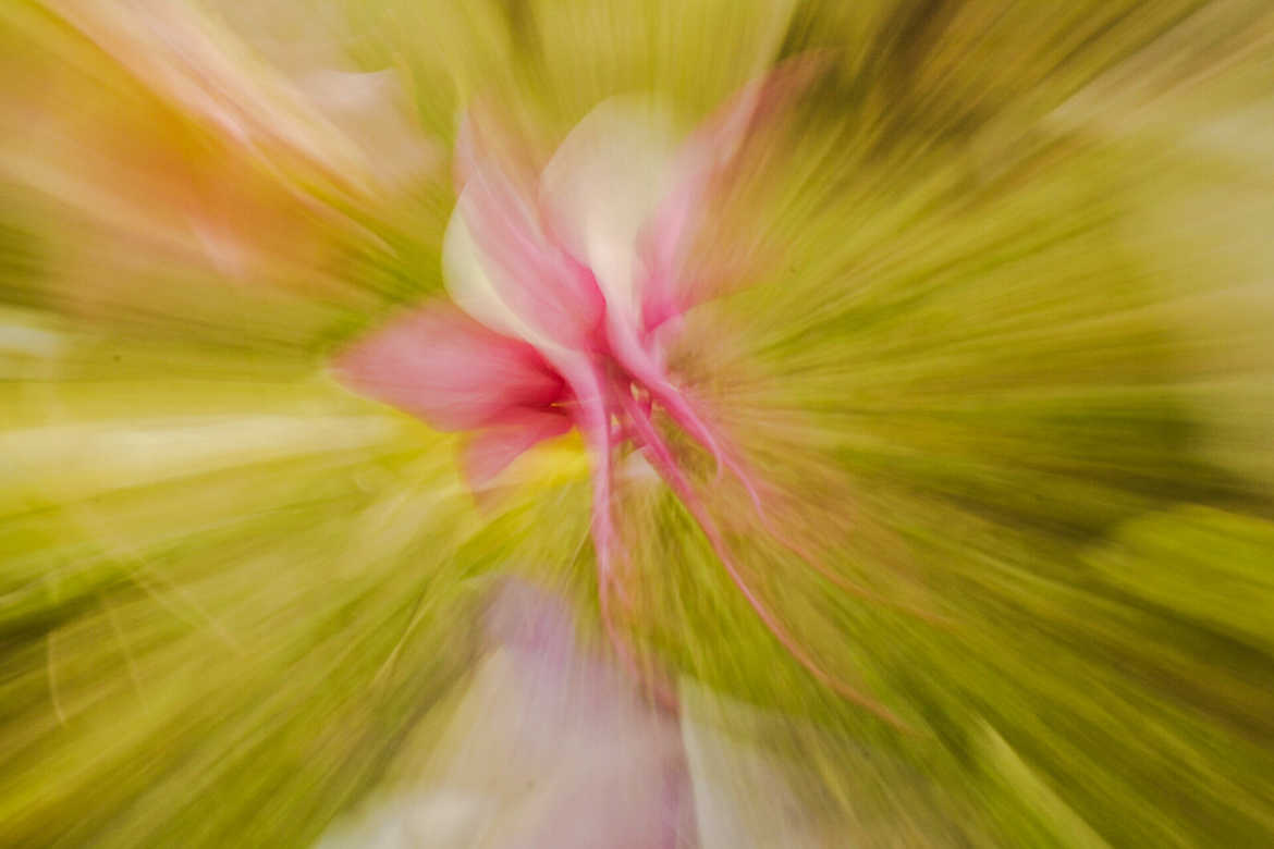 zooming pieuvre florale