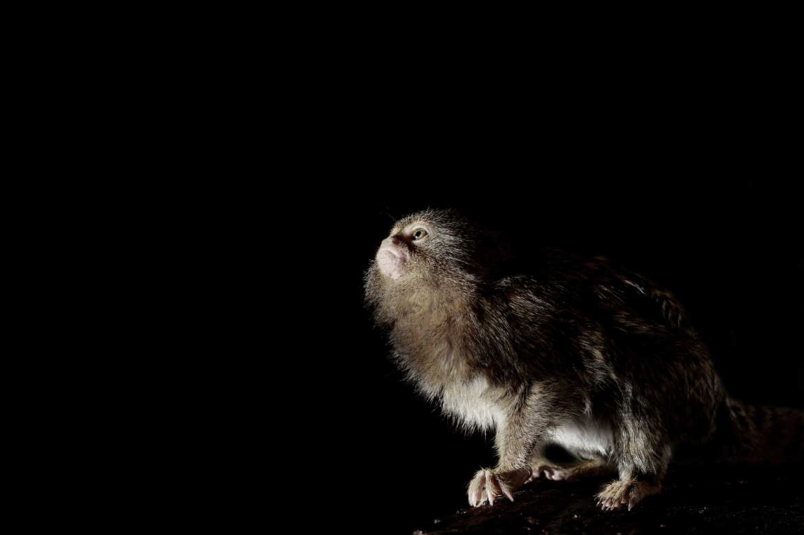 Ouistiti pygmée , le plus petit singe du monde