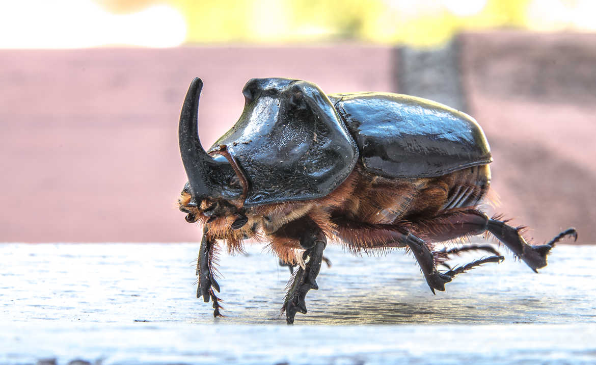Oscar, le scarabée rhinocéros