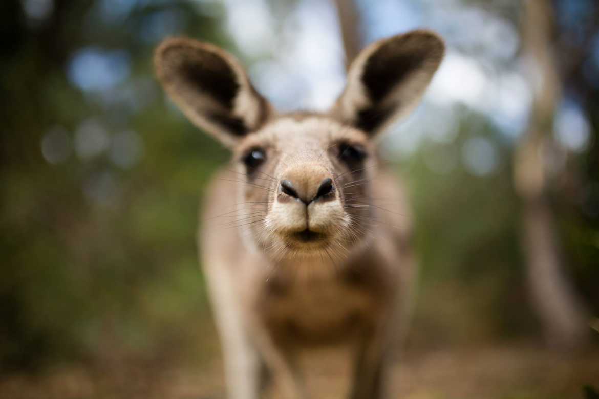 little kangaroo