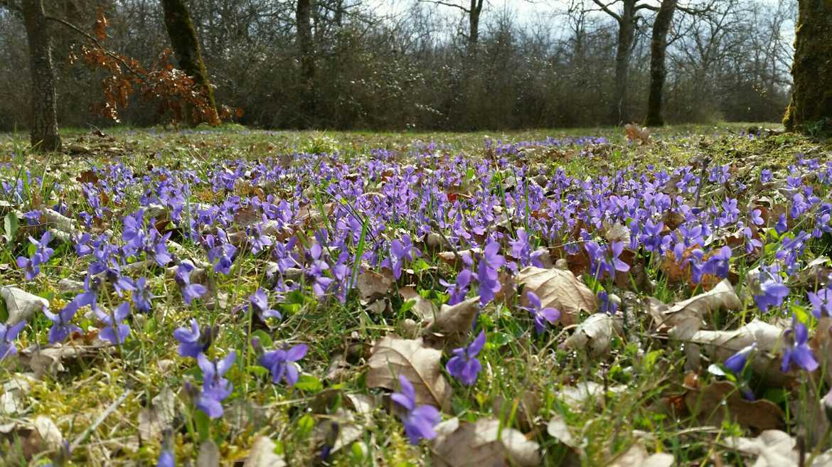 champ de violettes