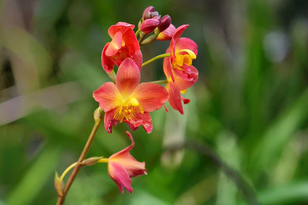 orchidée en Guyane