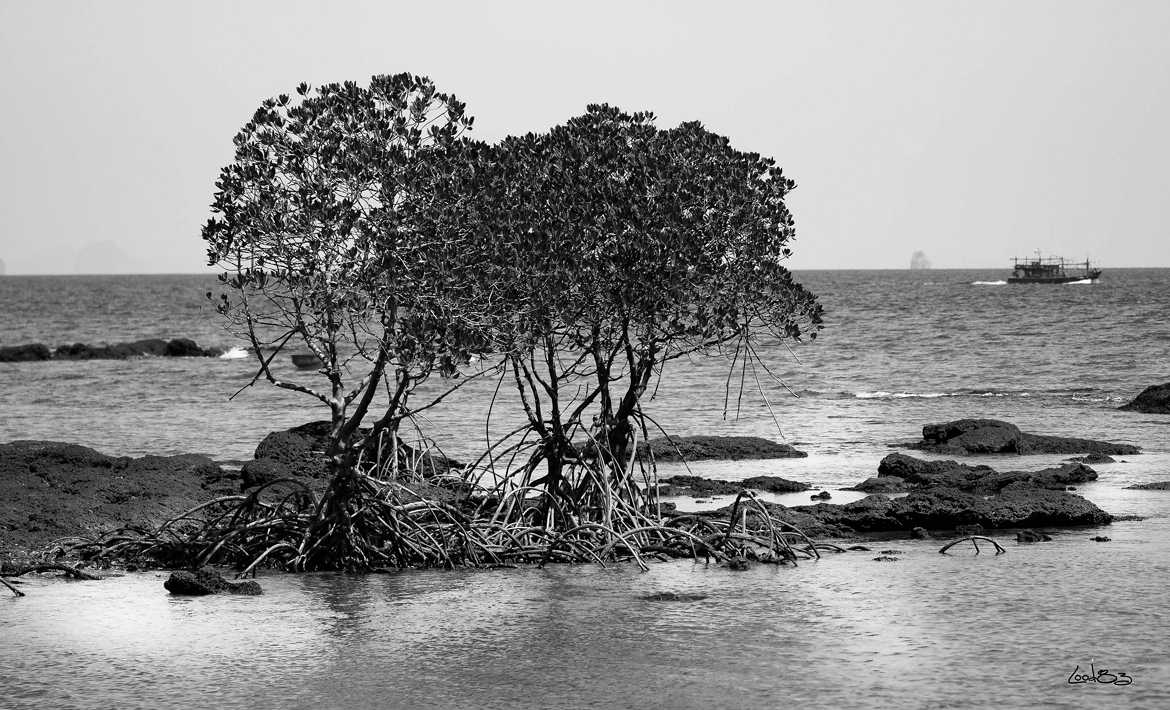 petite mangrove