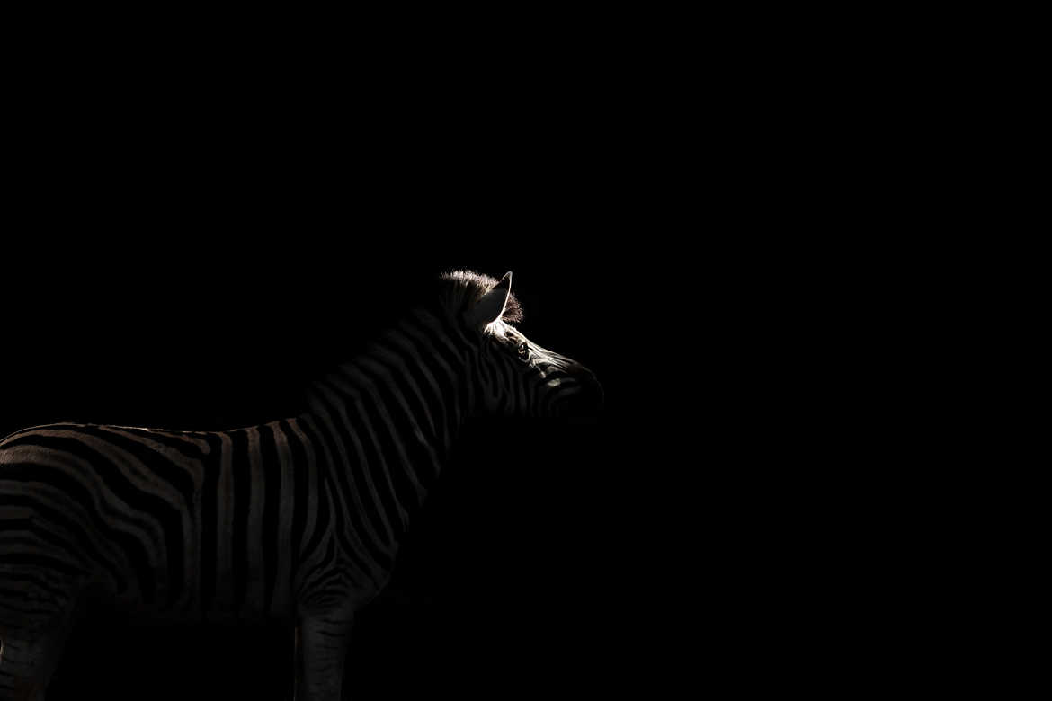 Minimaliste zebra