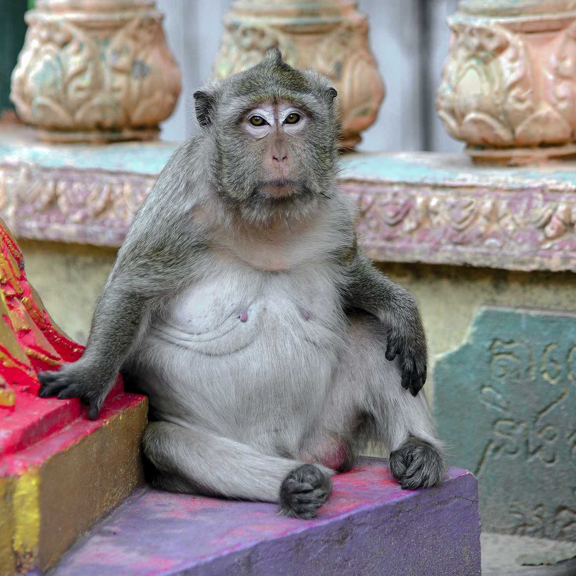 Le macaque du temple