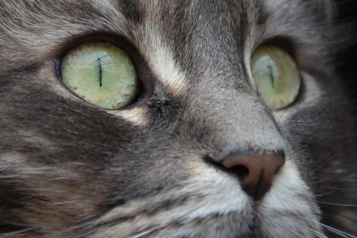 Les yeux de Bella