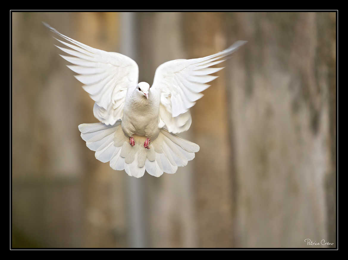 Concours Photo - Animaux Domestiques - Les ailes d'un ange par Patrice_C