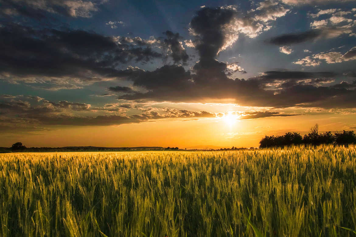 sunset sur les blés