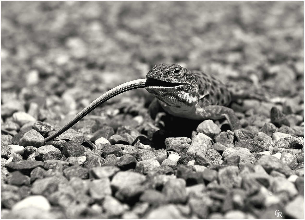 Concours Photo - Reptiles - bon appetit par genevieve_3824