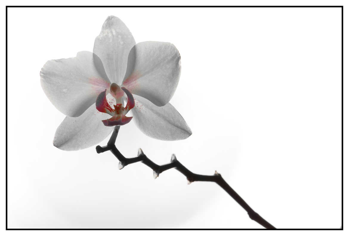 Orchidée pourpre