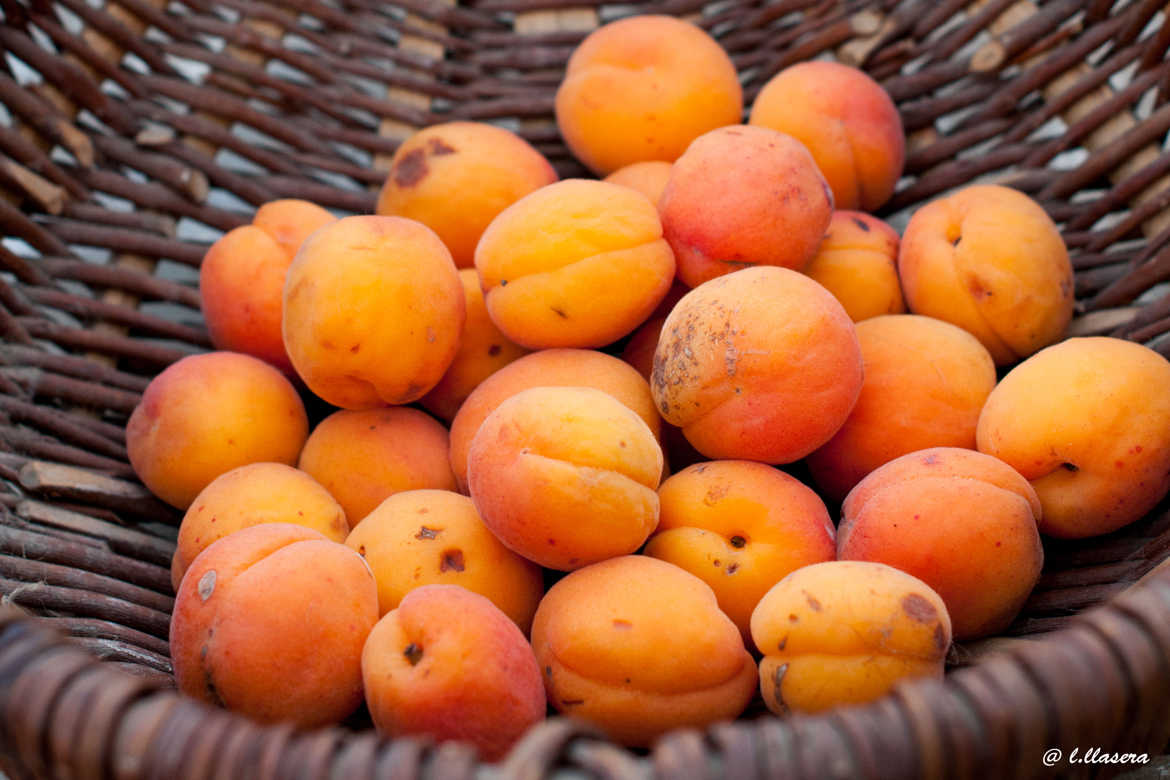 abricots frais