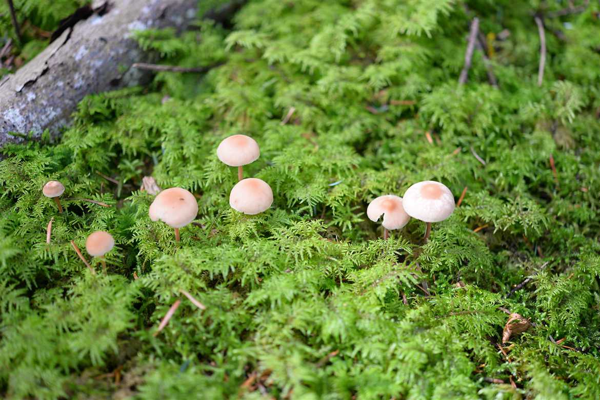 Forêt de champignons