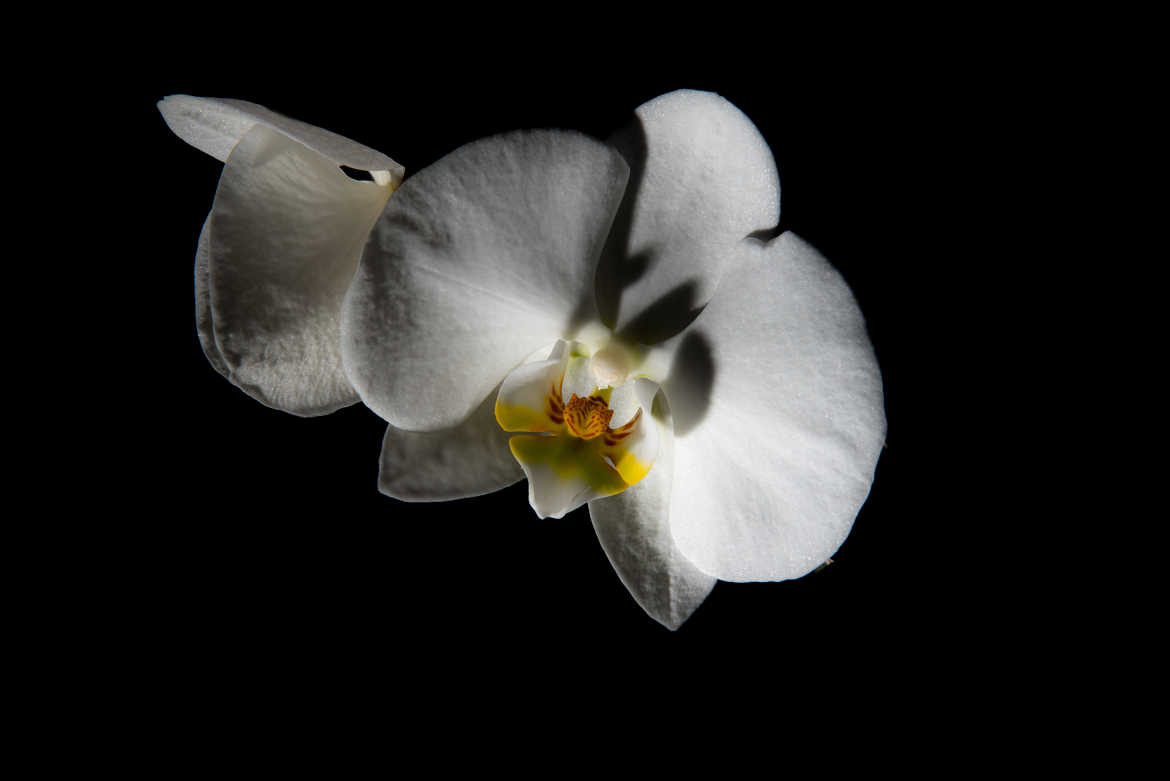 Orchidée flashée...