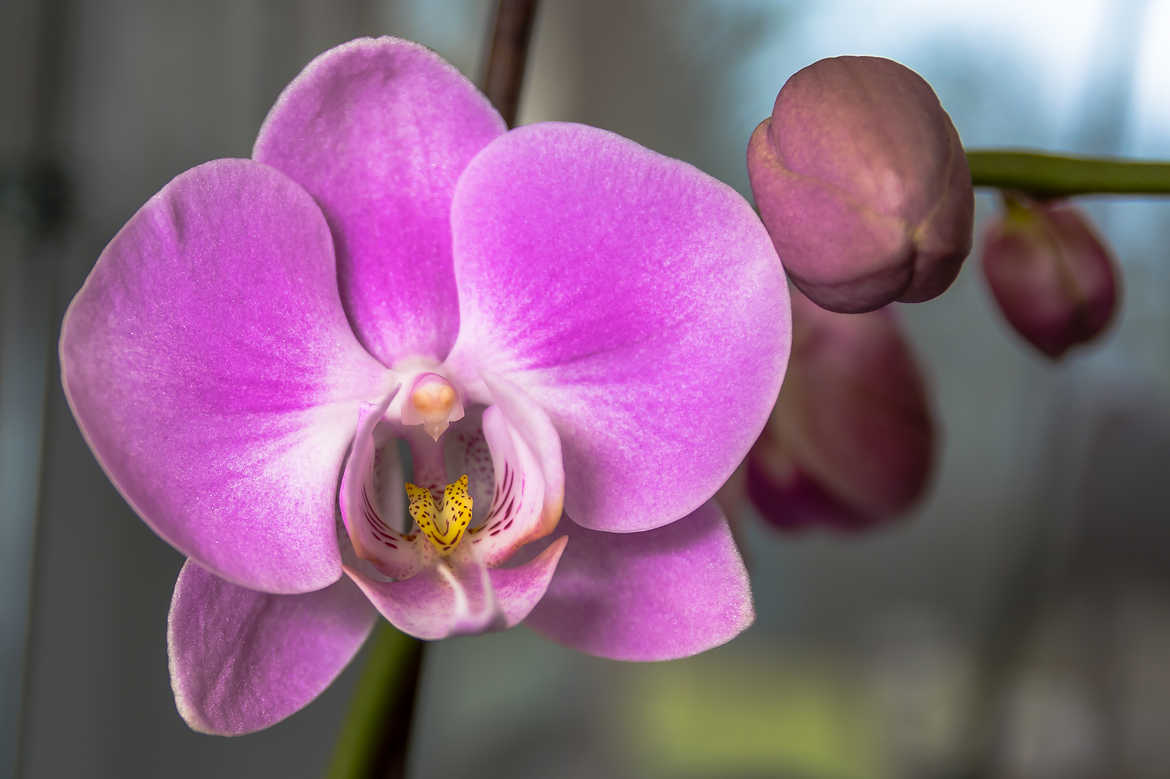 nouvelle fleur d'orchidée