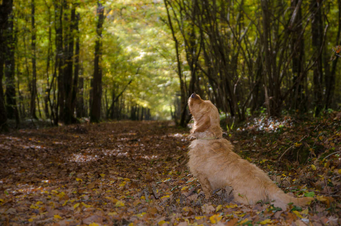 Balade en forêt avec mon chien...