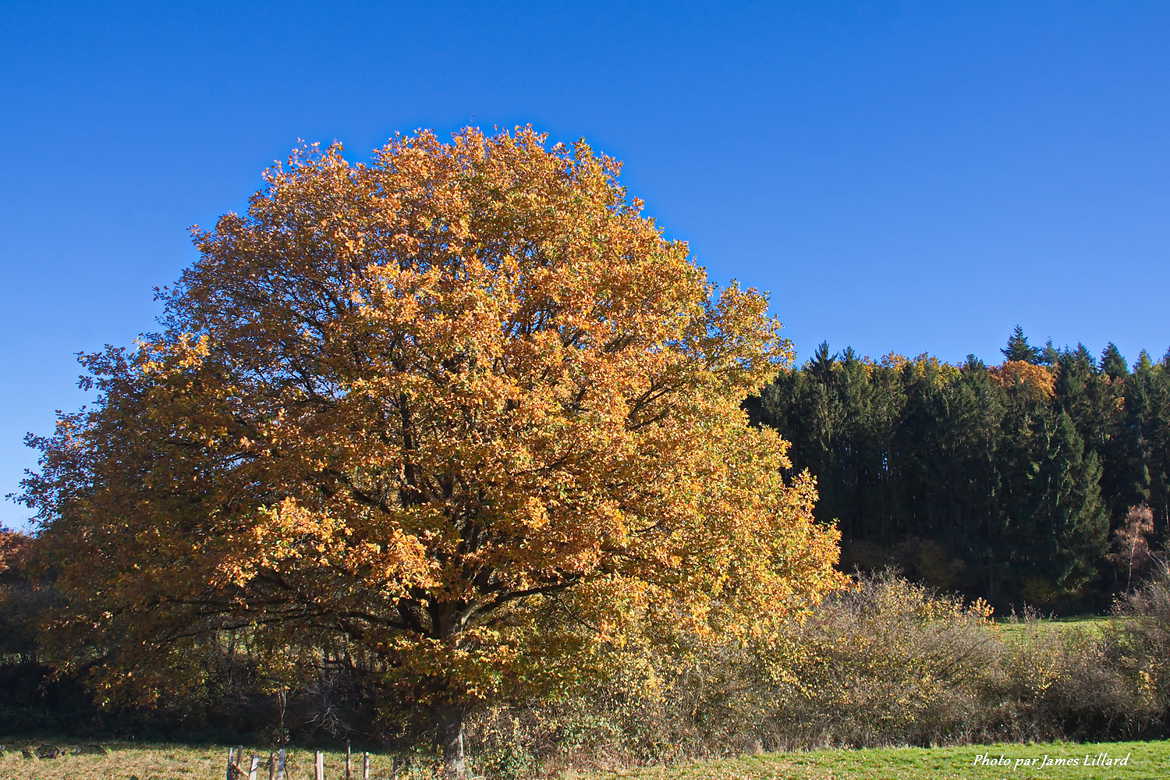 L'arbre en automne