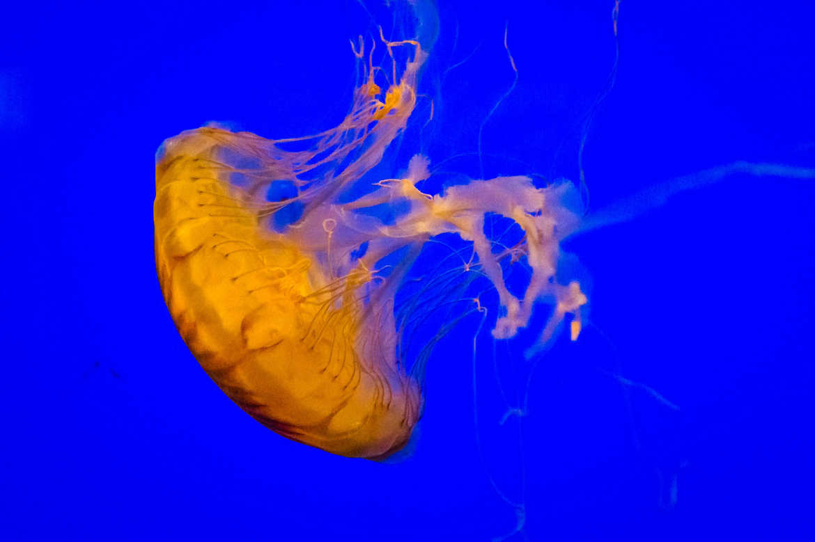 Concours Photo - Bleu - la meduse de la rochelle par alex_canguilhem