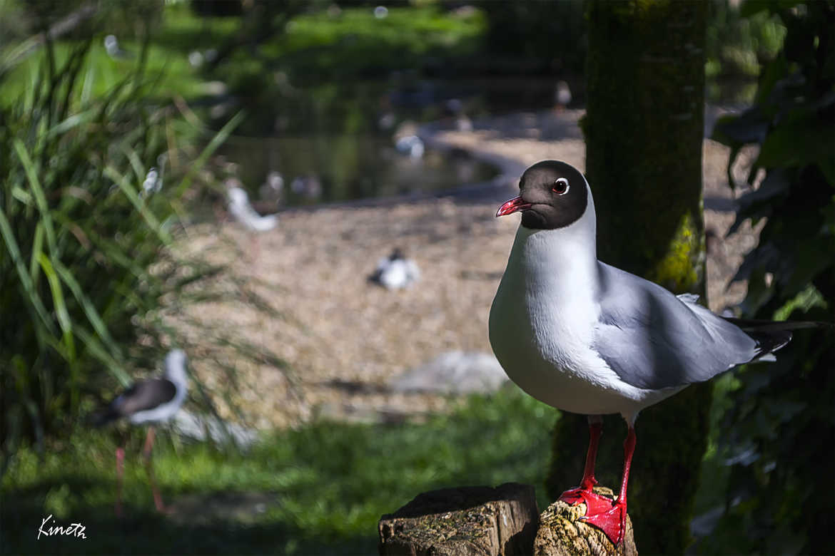 Mouette rieuse.
