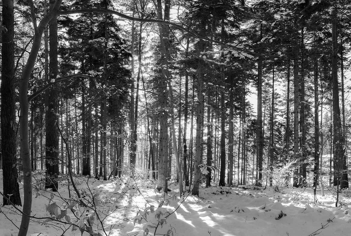 Forêt des Vosges sous la neige