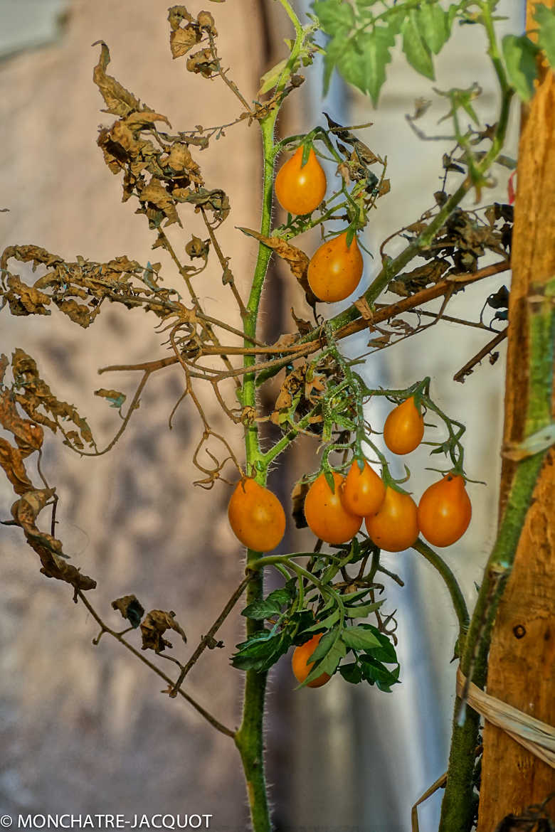 Dernières tomates